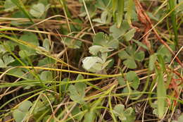 Imagem de Marsilea drummondii A. Br.