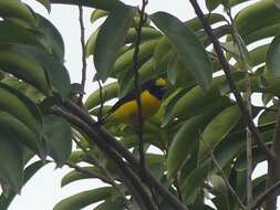 Image of Purple-throated Euphonia