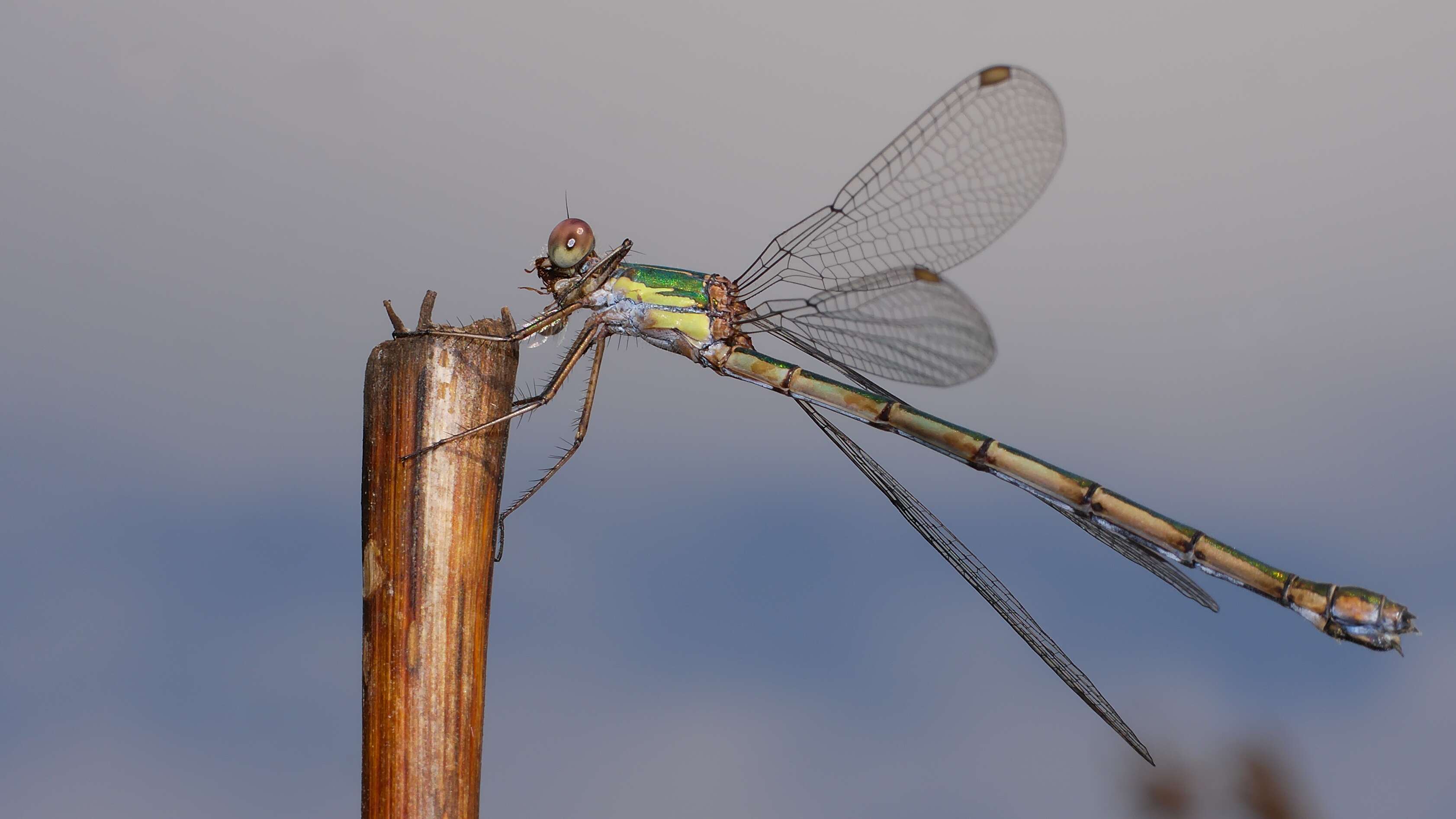 Image of Chalcolestes Kennedy 1920