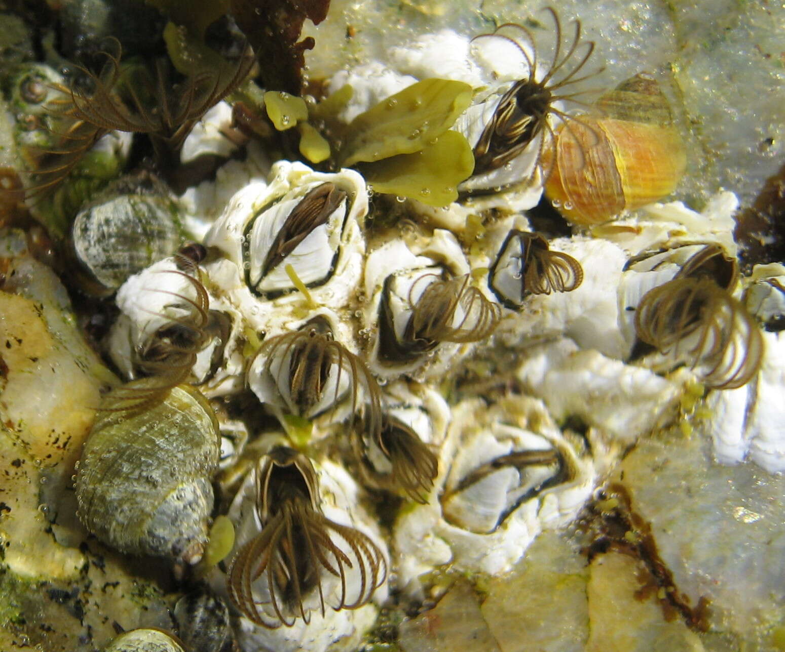 Image of Acorn barnacle