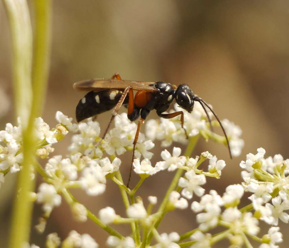 صورة Cryptocheilus fabricii (Vander Linden 1827)