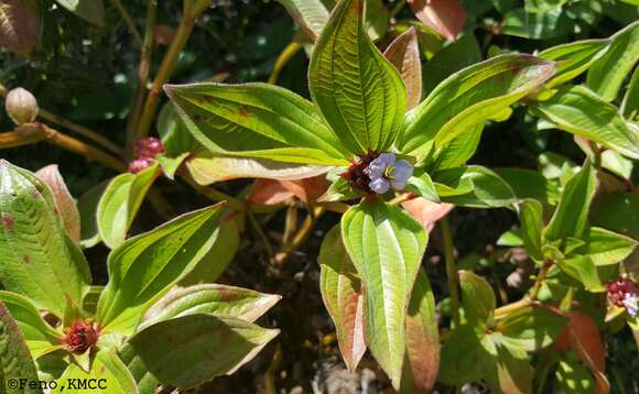 صورة Tristemma mauritianum J. F. Gmel.