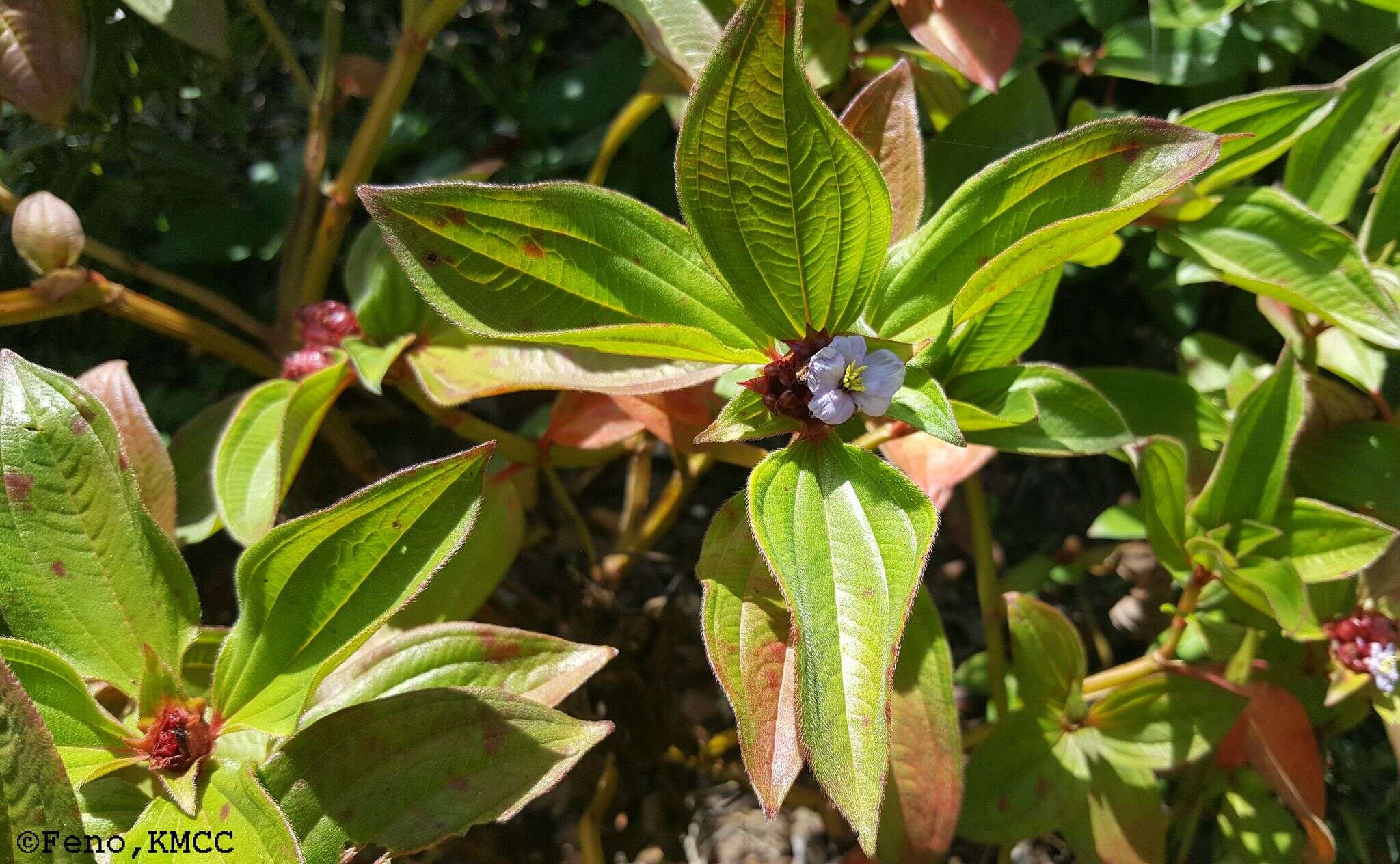 Imagem de Tristemma mauritianum J. F. Gmel.