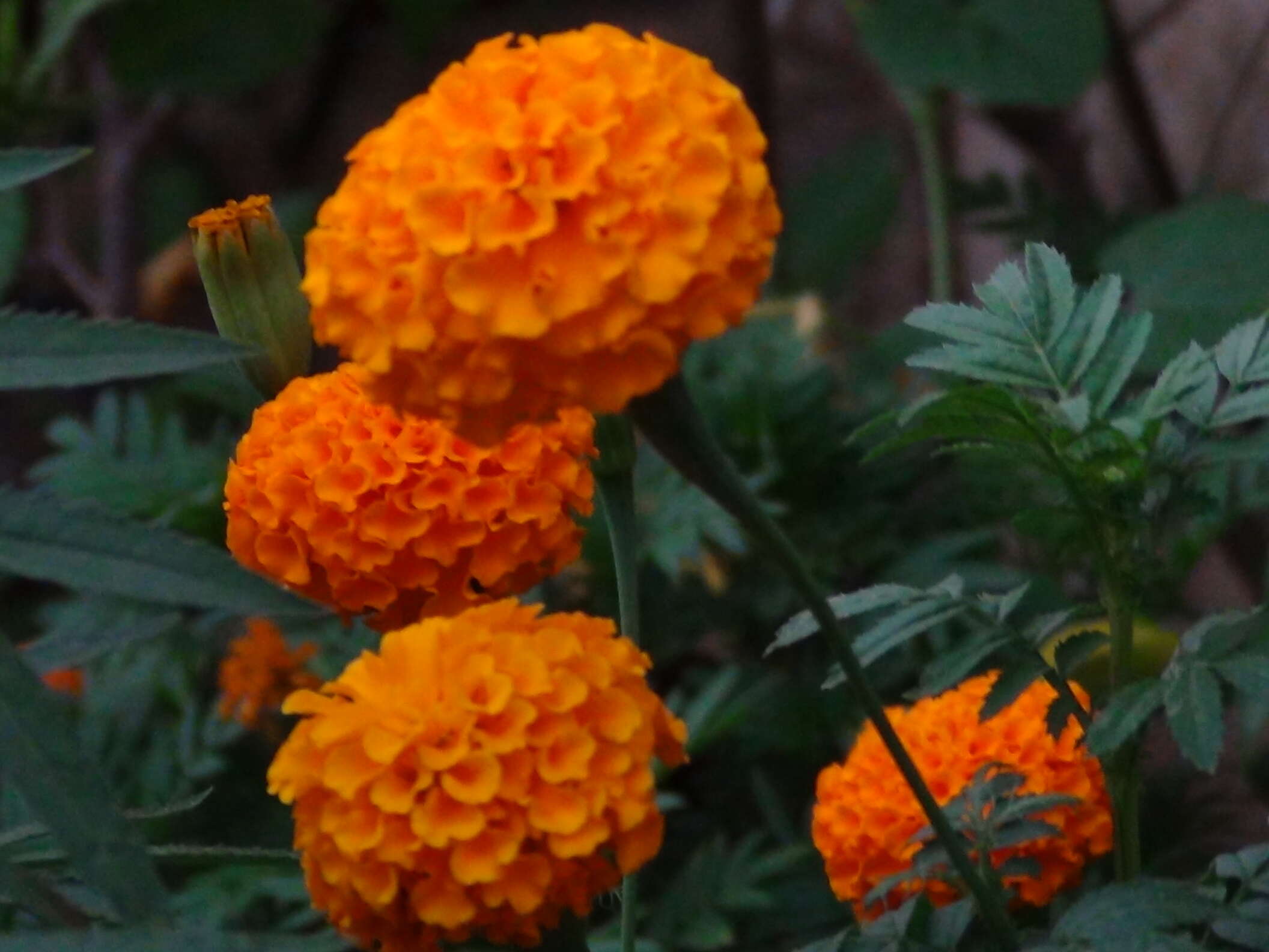 Tagetes erecta L. resmi