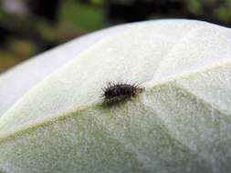 Image of Lady beetle