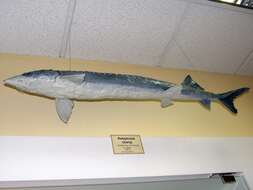 Image of Amur Sturgeon