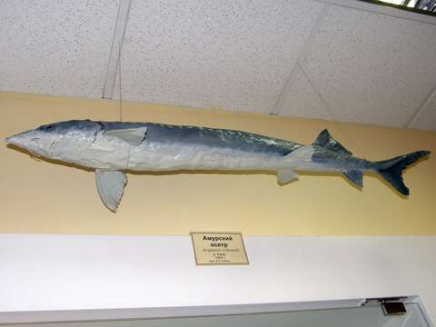 Image of Amur Sturgeon