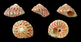 Image of Steromphala rarilineata (Michaud 1829)