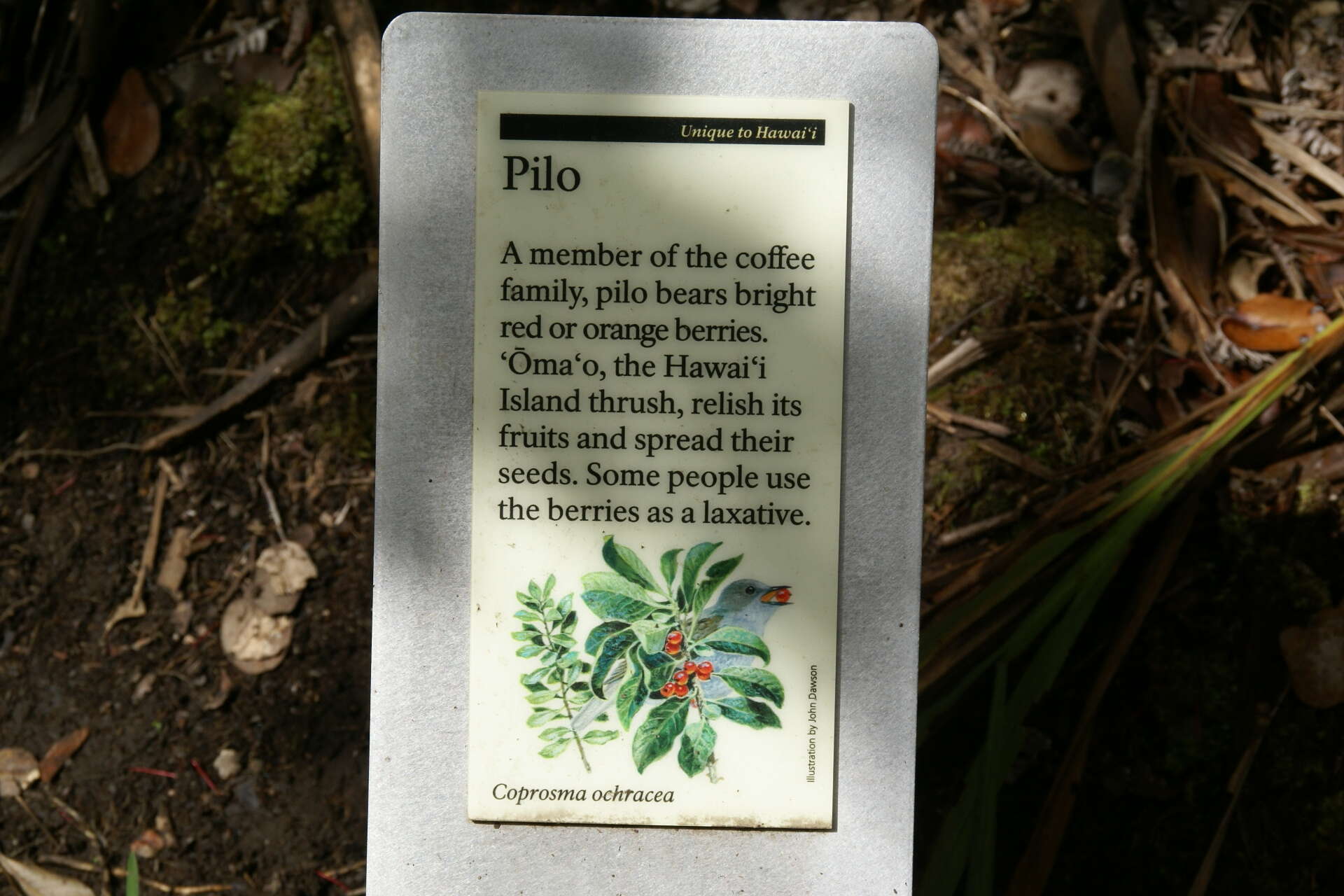 Image of Maui mirrorplant