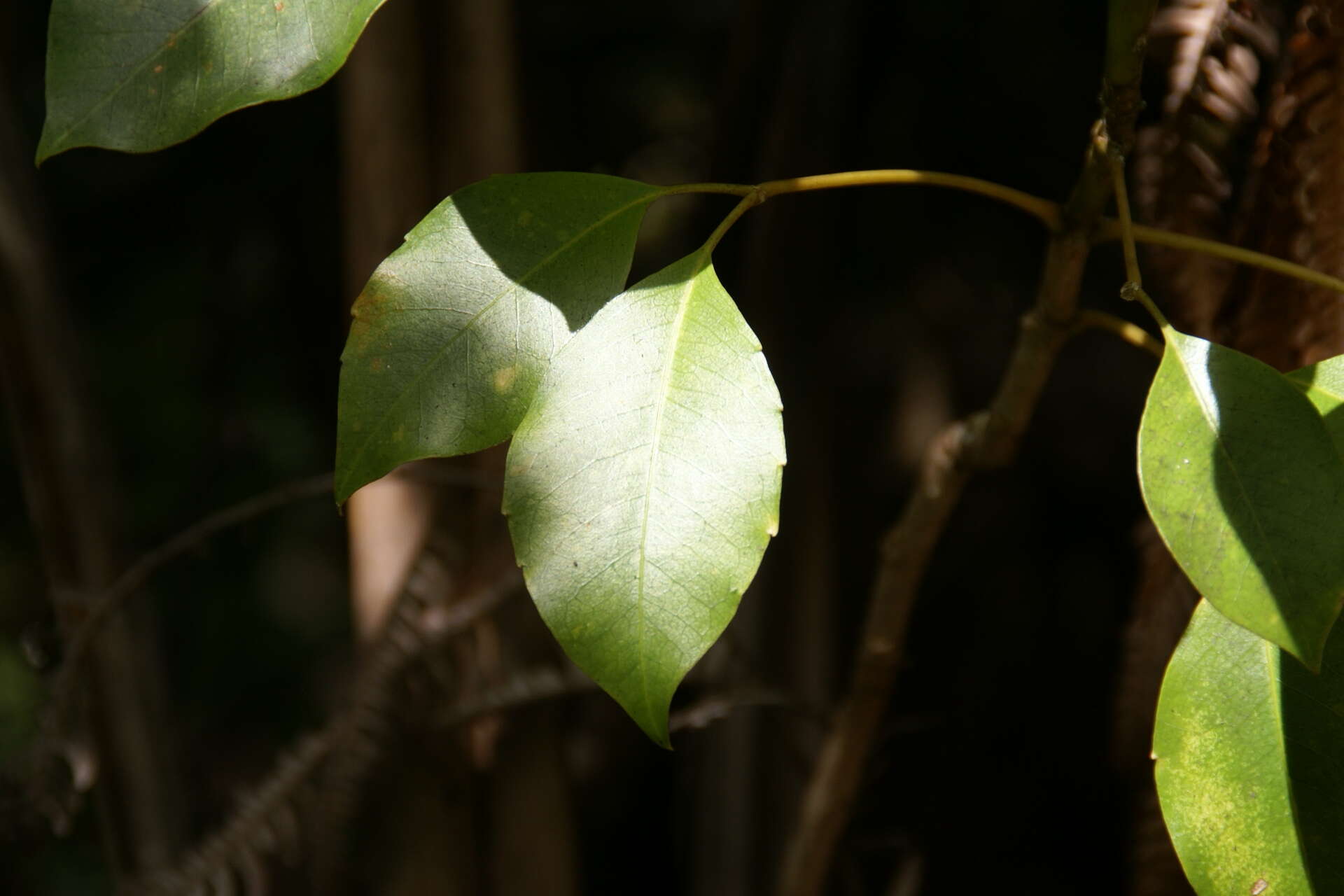 Image of Maui mirrorplant