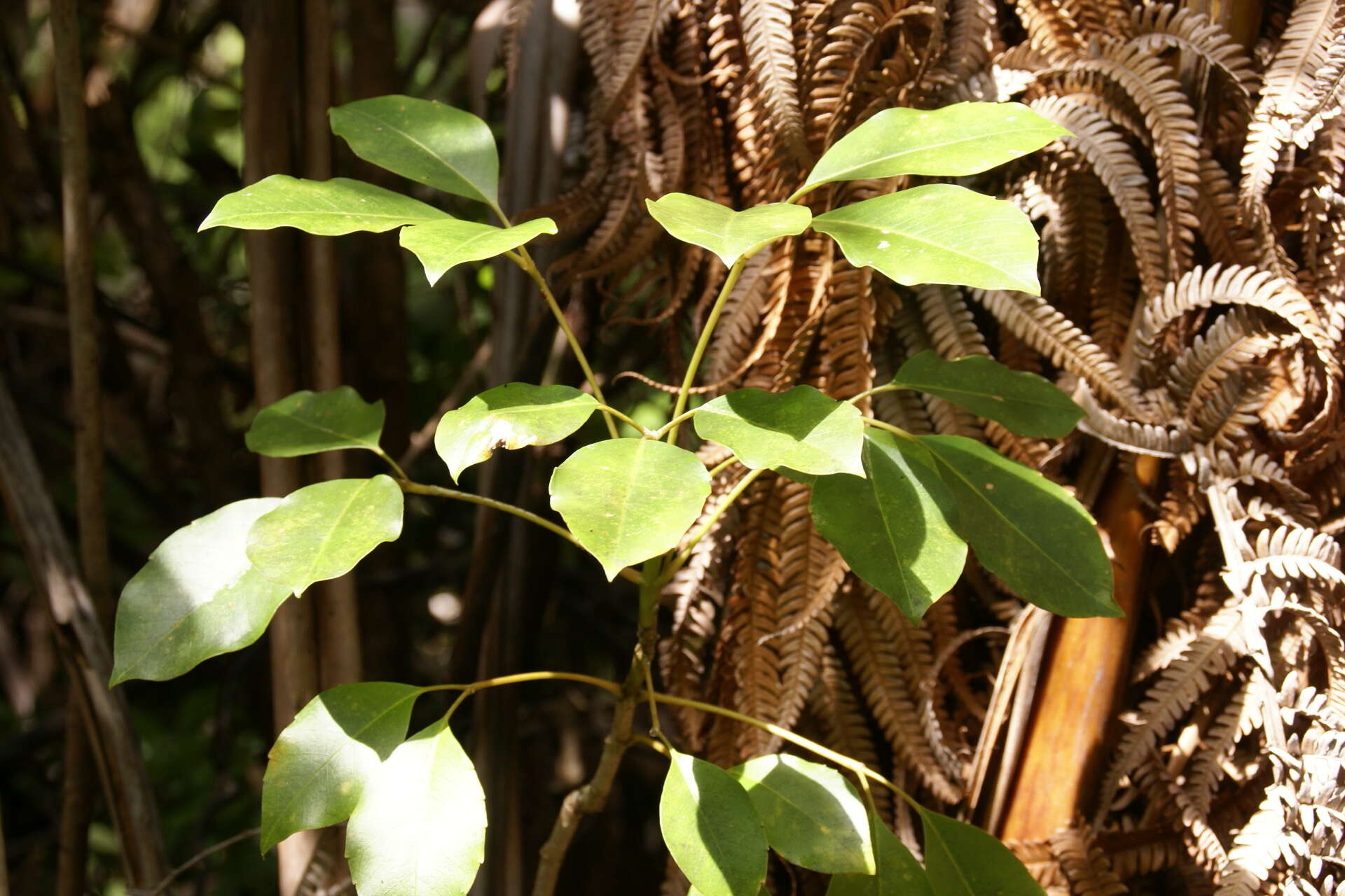 Image of Maui mirrorplant