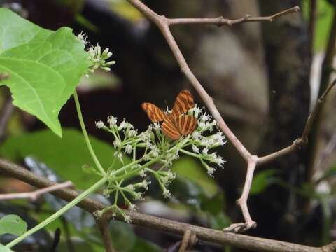 Chersonesia peraka Distant 1884的圖片