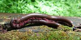 Image of American giant millipede