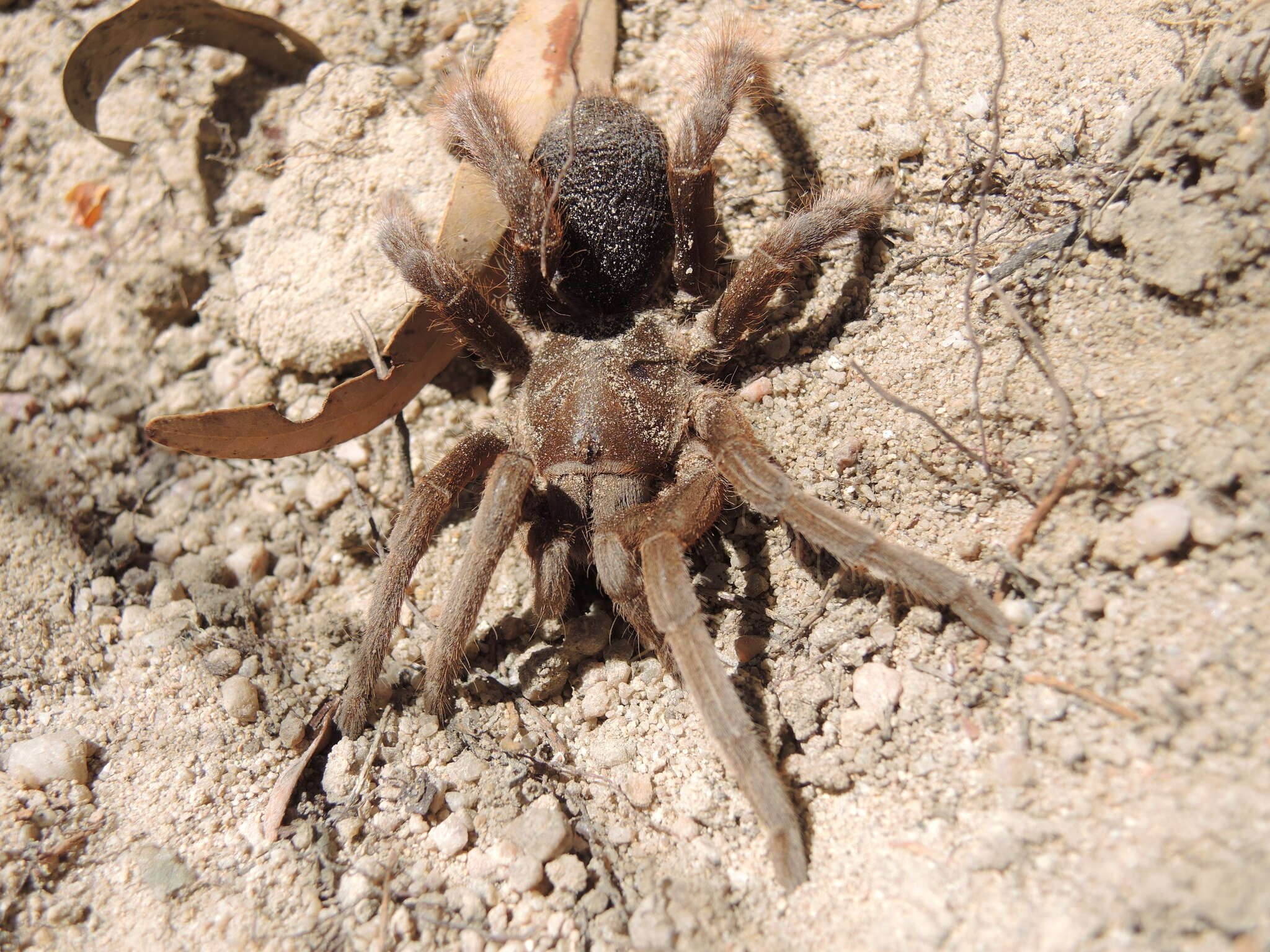 Image of Selenotypus plumipes Pocock 1895