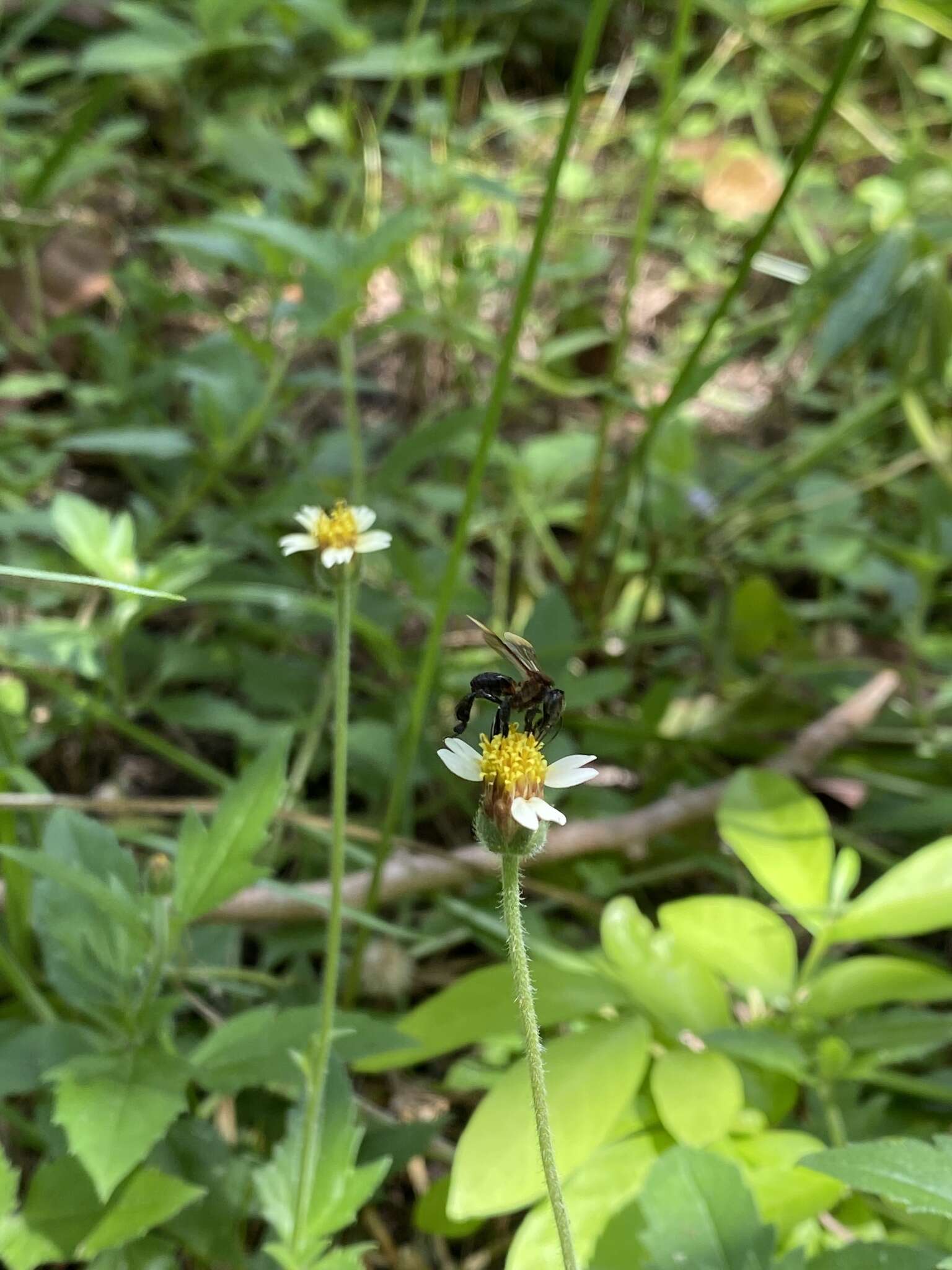 Слика од Geniotrigona thoracica (Smith 1857)