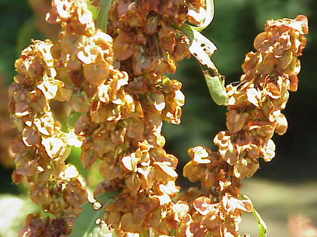 Image of Munk's rhubarb