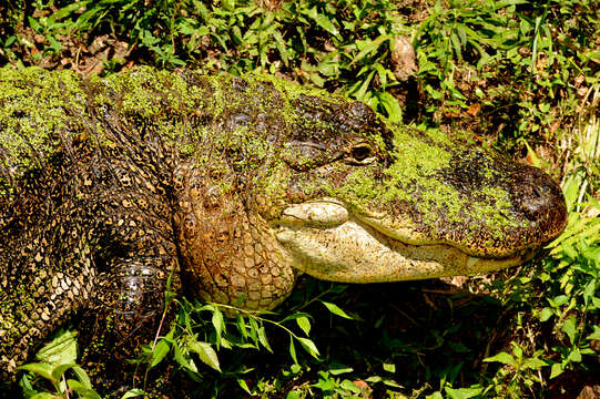 Image of alligators