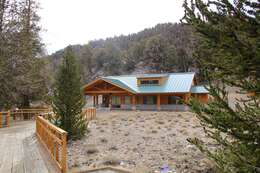 Image of Great Basin bristlecone pine