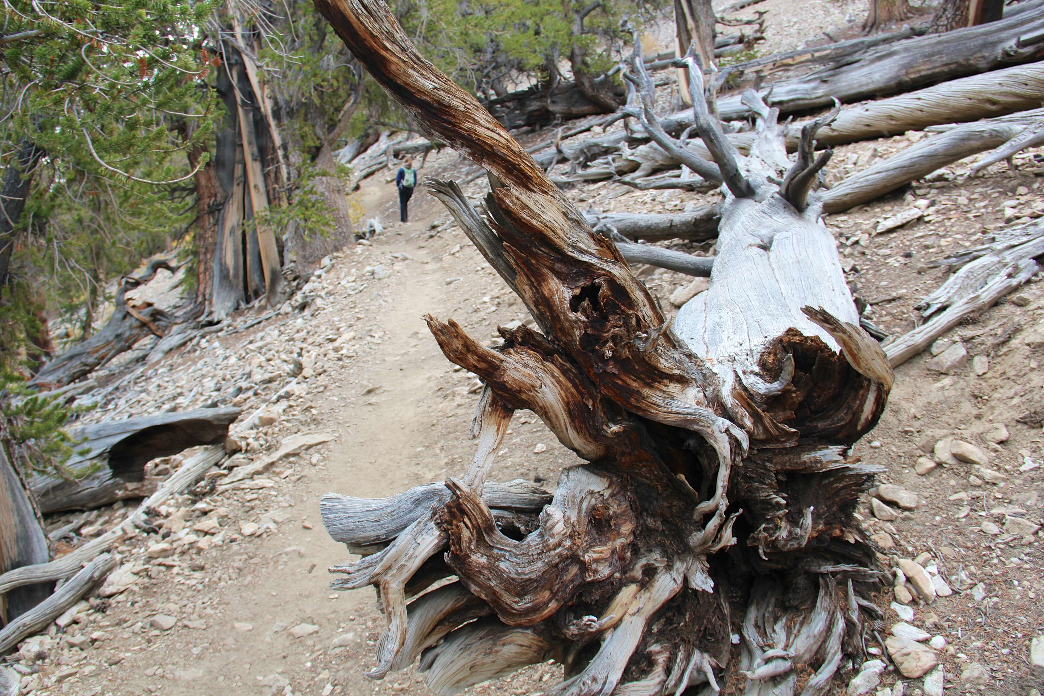 Image of Great Basin bristlecone pine