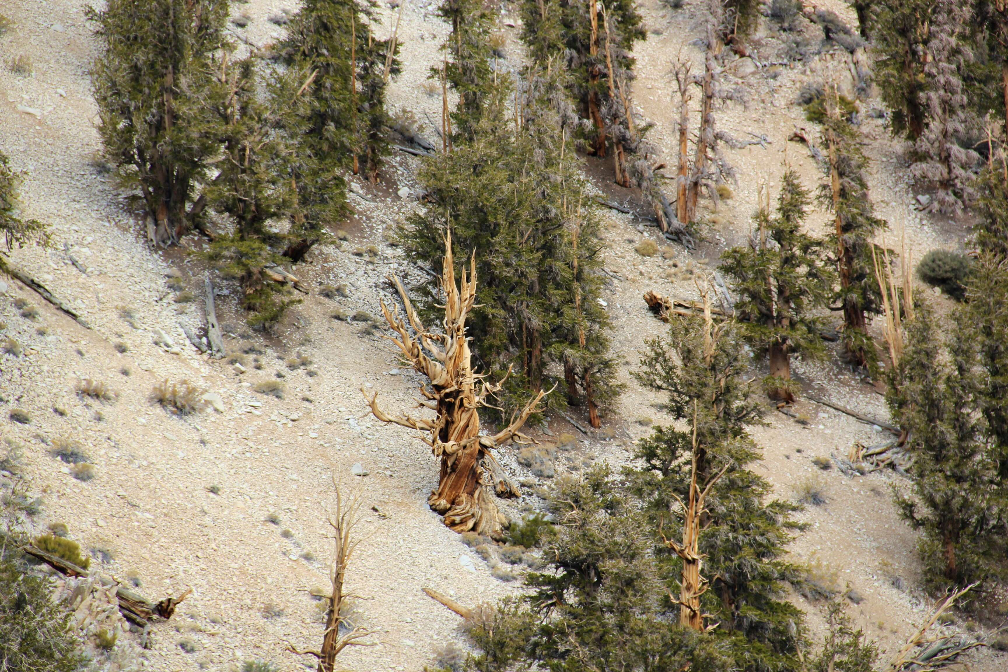 Image of Great Basin bristlecone pine