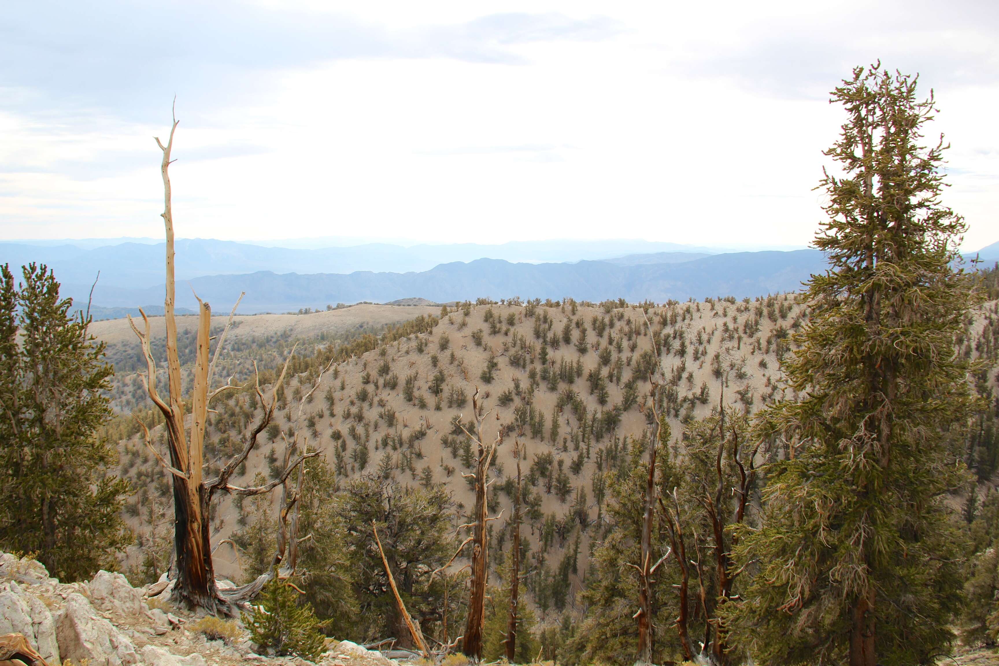 Image of Great Basin bristlecone pine