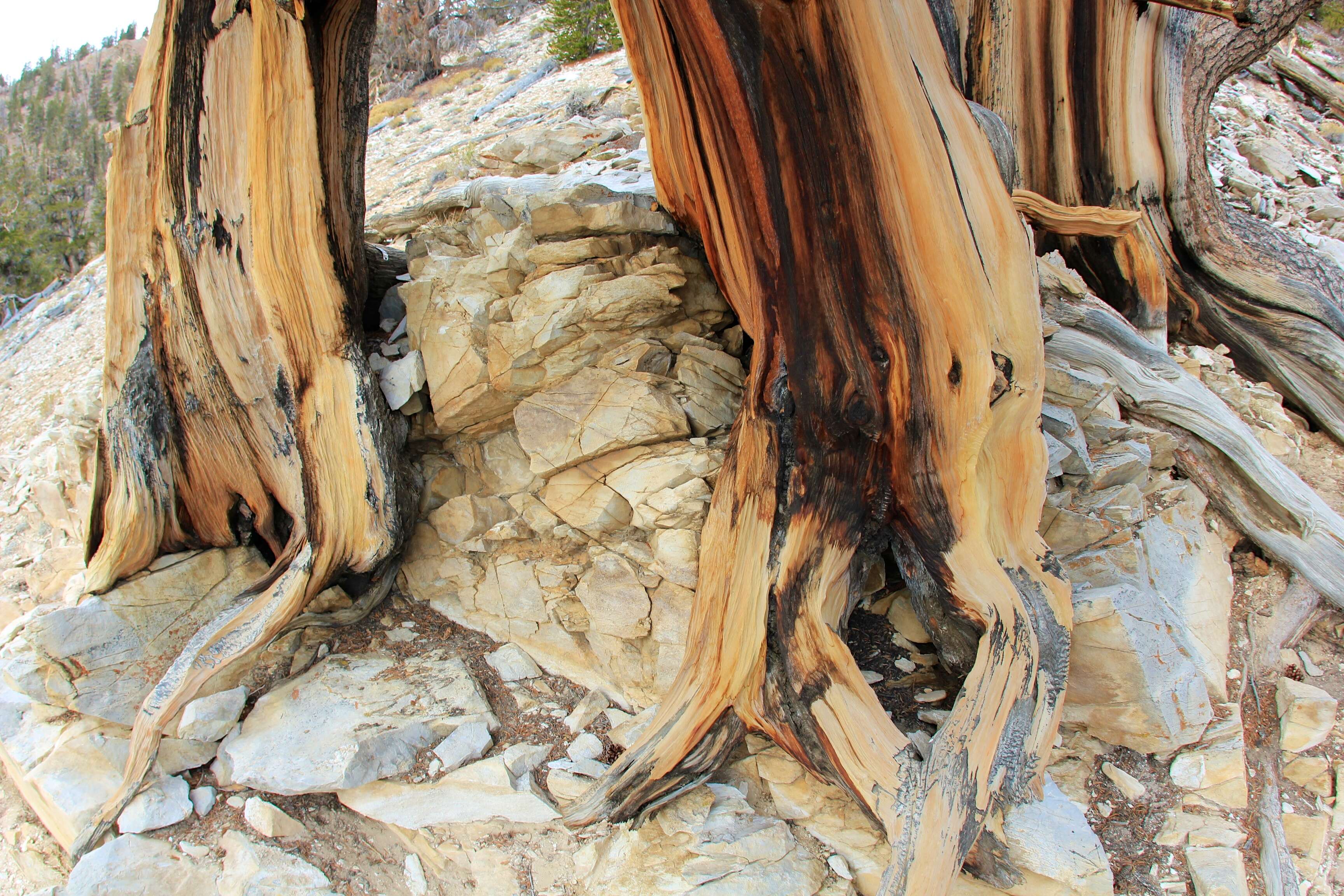 Image of Great Basin bristlecone pine