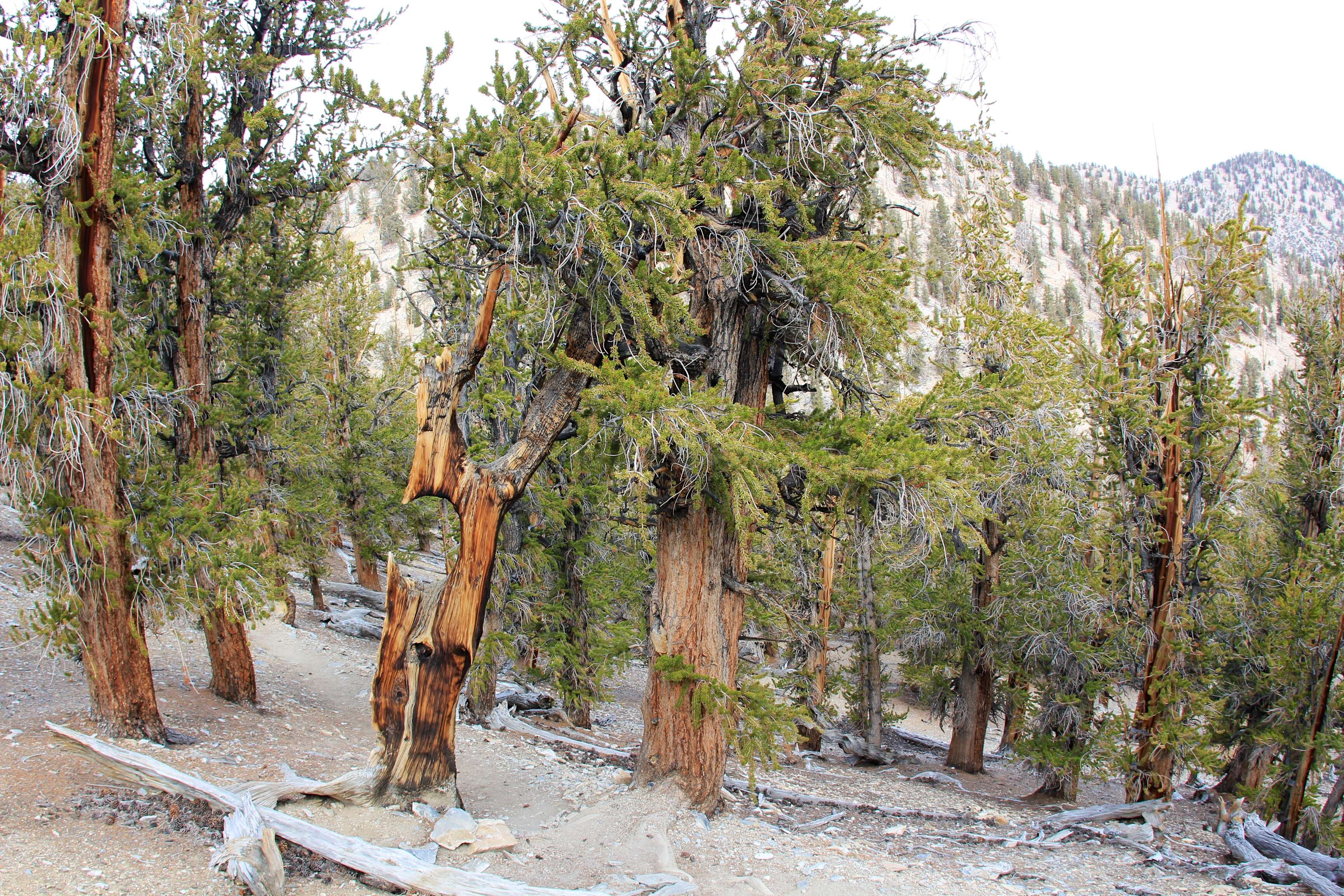 Image of Great Basin bristlecone pine