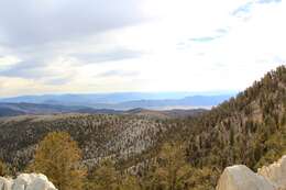 Image of Great Basin bristlecone pine