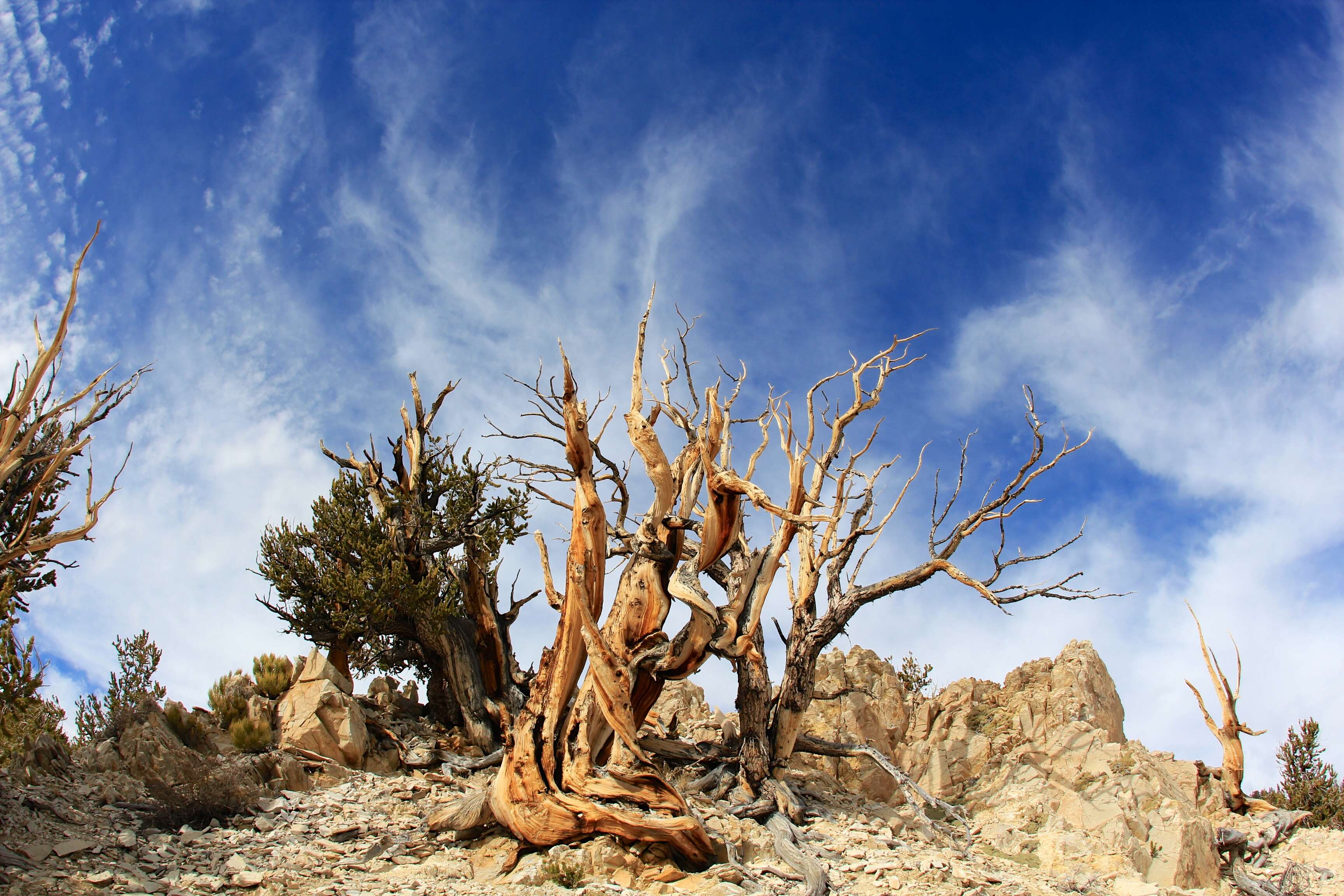 Image of Great Basin bristlecone pine