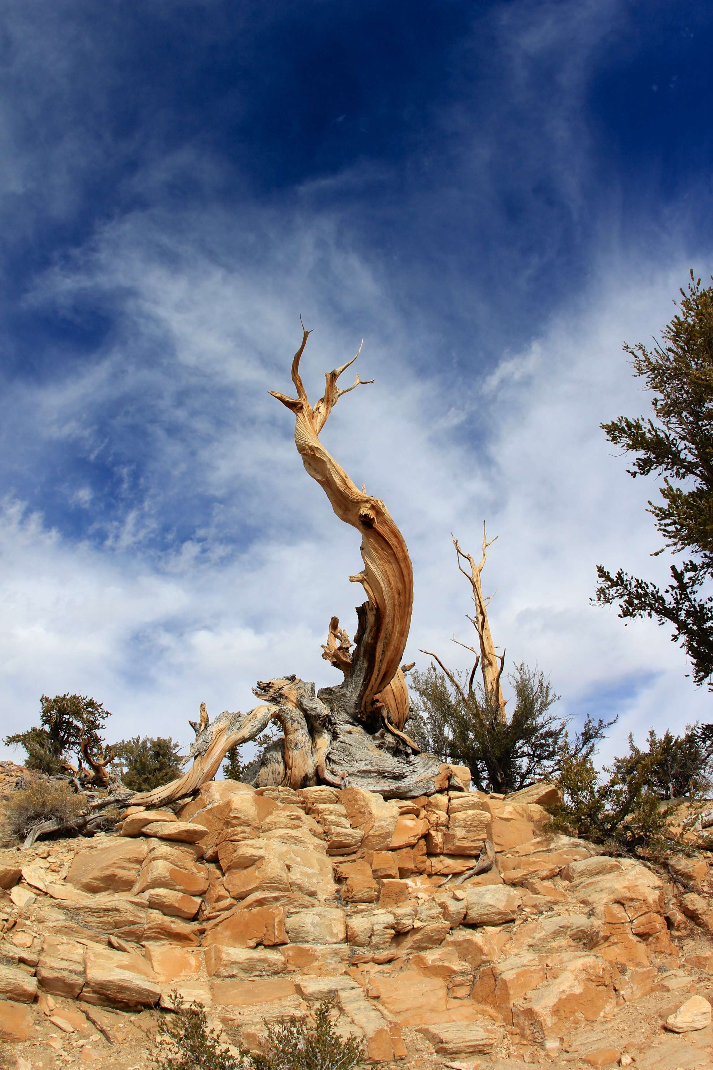 Image of Great Basin bristlecone pine