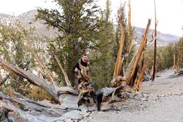 Image of Great Basin bristlecone pine