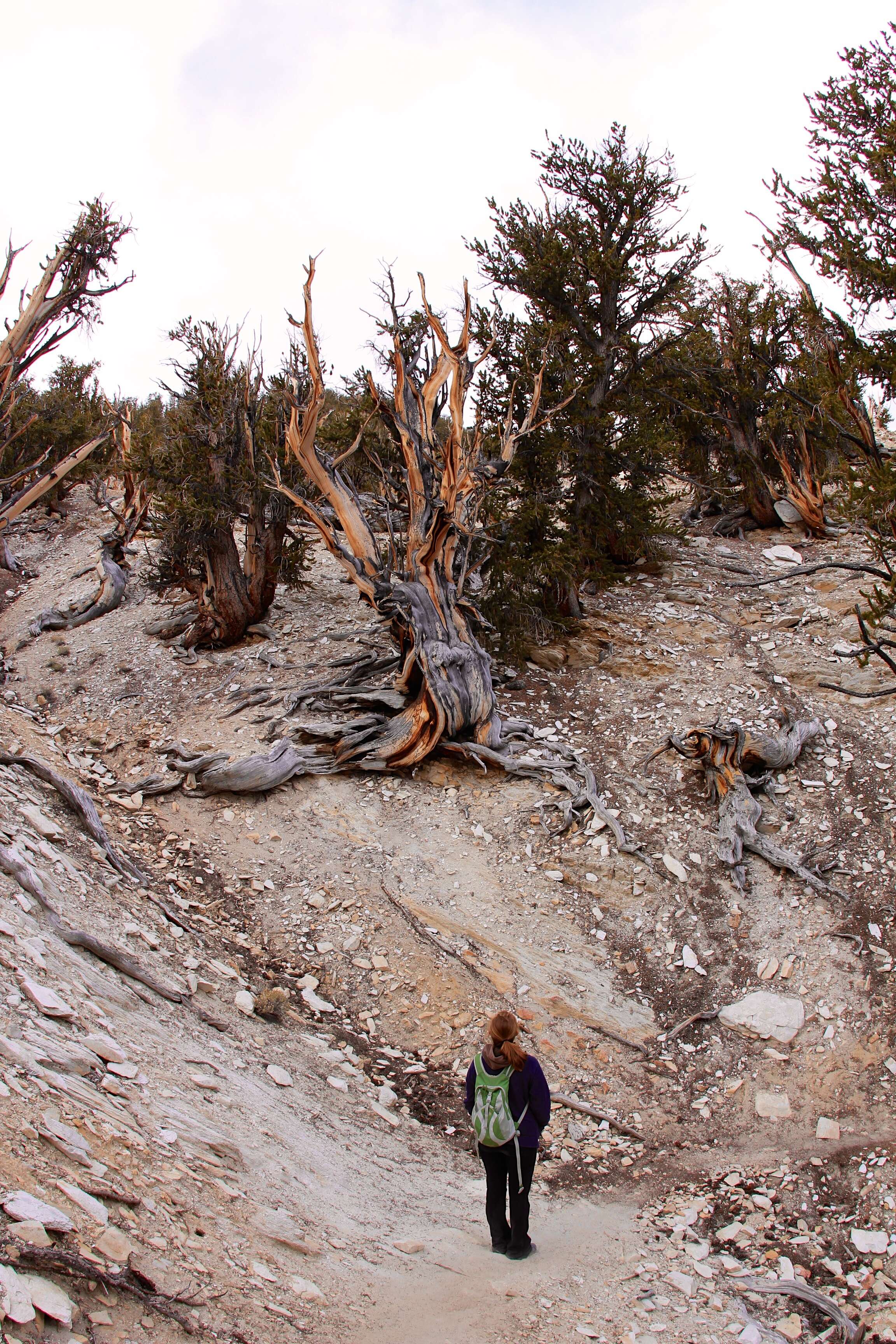 Image of Great Basin bristlecone pine