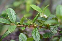 Image of Symplocos guianensis (Aubl.) Guerke