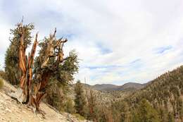 Image of Great Basin bristlecone pine