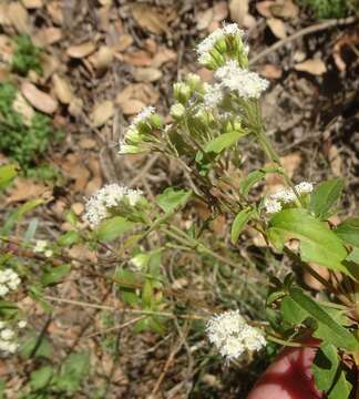 Image of Santa Rita snakeroot