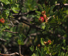 Image de Crataegus sinaica Boiss.