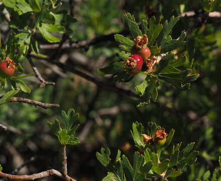 Crataegus sinaica Boiss. resmi