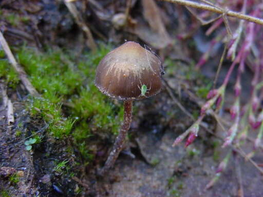 Image of Psilocybe atlantis Guzmán, Hanlin & C. White 2003