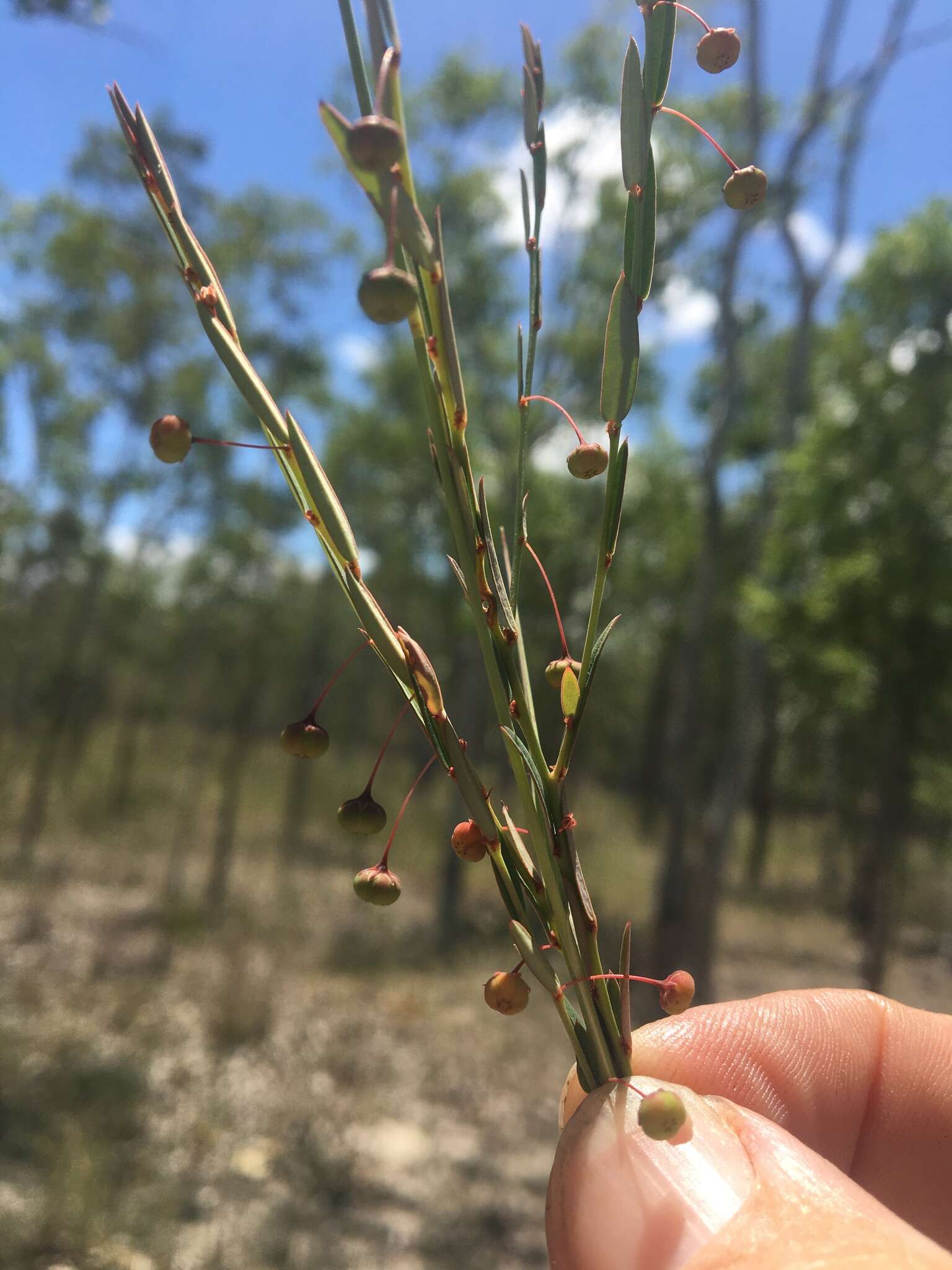 Image of Phyllanthus virgatus G. Forst.