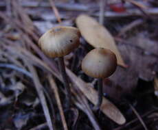 Image of Psilocybe atlantis Guzmán, Hanlin & C. White 2003