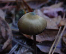 Image of Psilocybe atlantis Guzmán, Hanlin & C. White 2003