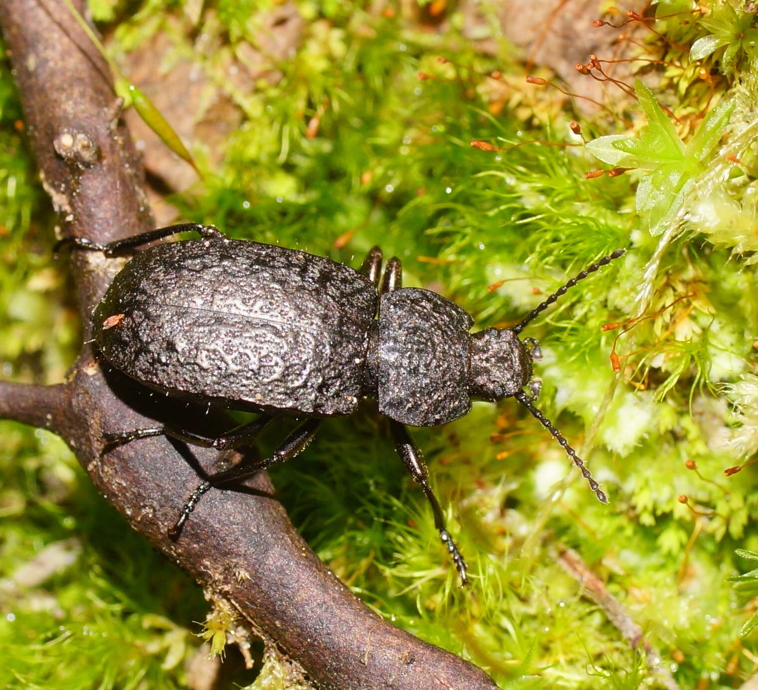 Image of Coripera deplanata (Boisduval 1835)