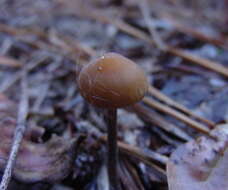 Image of Psilocybe atlantis Guzmán, Hanlin & C. White 2003