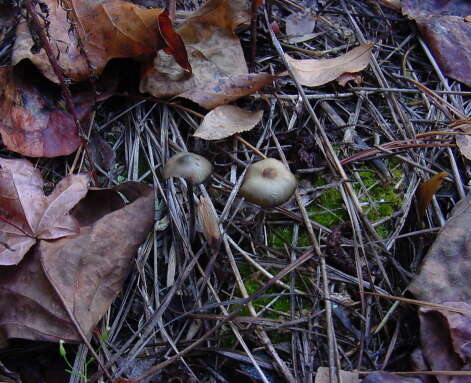 Image of Psilocybe atlantis Guzmán, Hanlin & C. White 2003