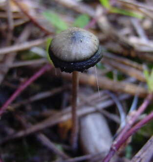 Image of Psilocybe atlantis Guzmán, Hanlin & C. White 2003