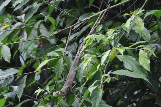 Image of Berthold's Bush Anole