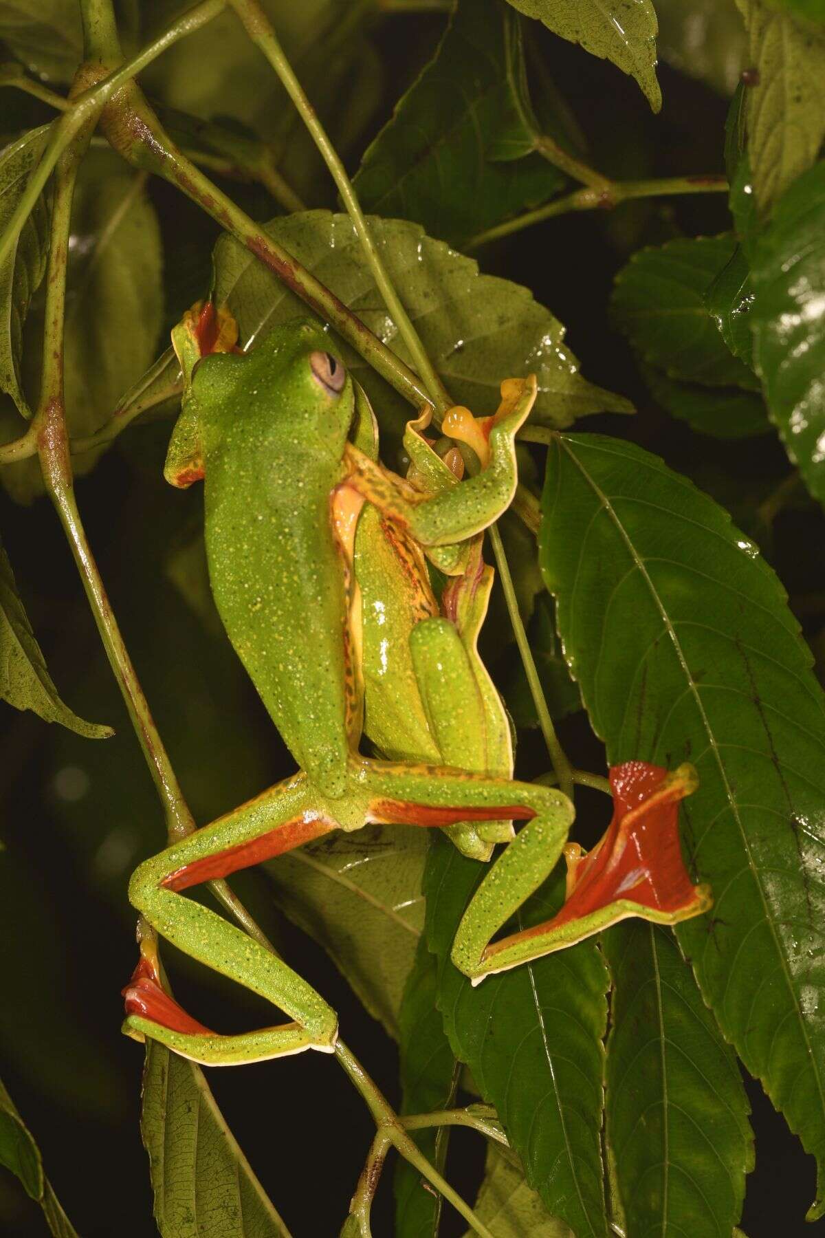 Image of Malabar Gliding Frog