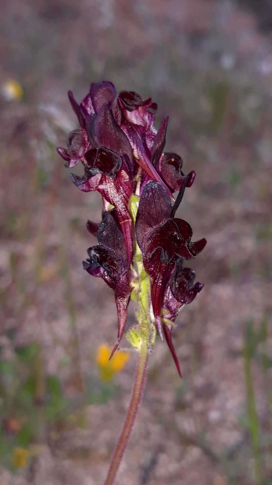 Image of roadside toadflax