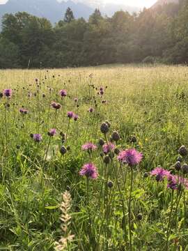 Sivun Centaurea scabiosa subsp. fritschii (Hayek) Soo kuva