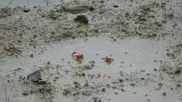 Image of Fiddler Crab